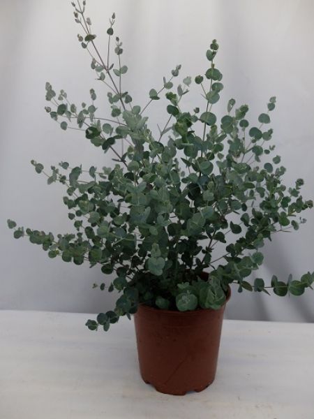 EUCALYPTUS GUNNII