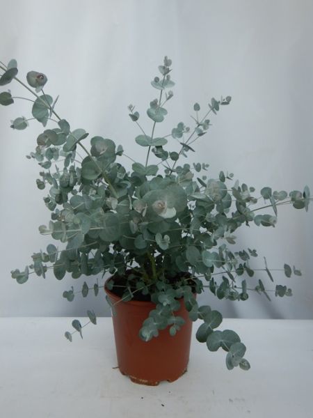 EUCALYPTUS GUNNII GLAUCOUS