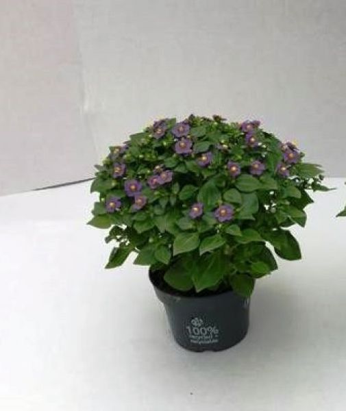 EXACUM
