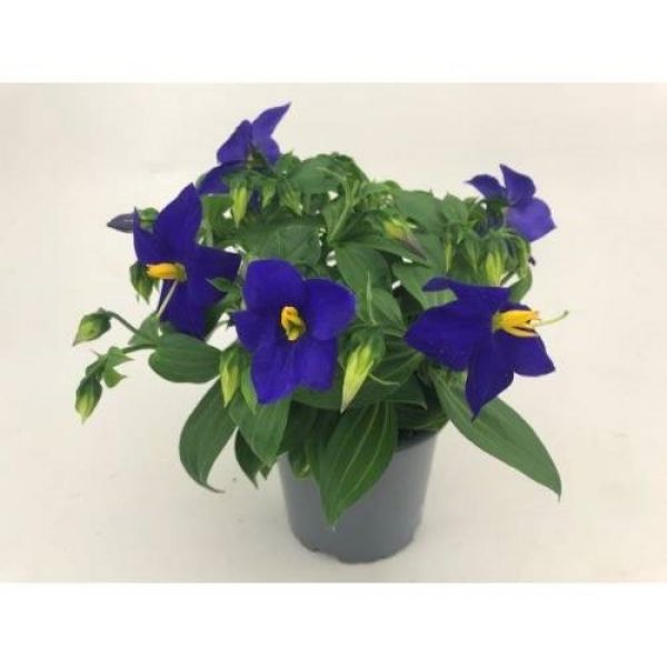 EXACUM SAPPHIRE