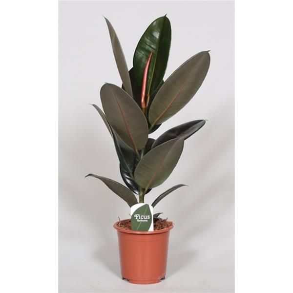 FICUS ABIDJAN