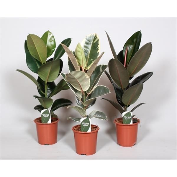 FICUS ELASTICA MIX