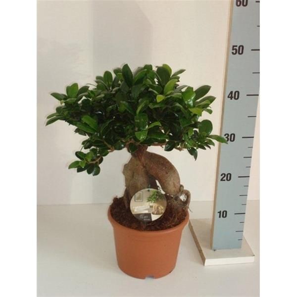 FICUS MICROCARPA GINSENG