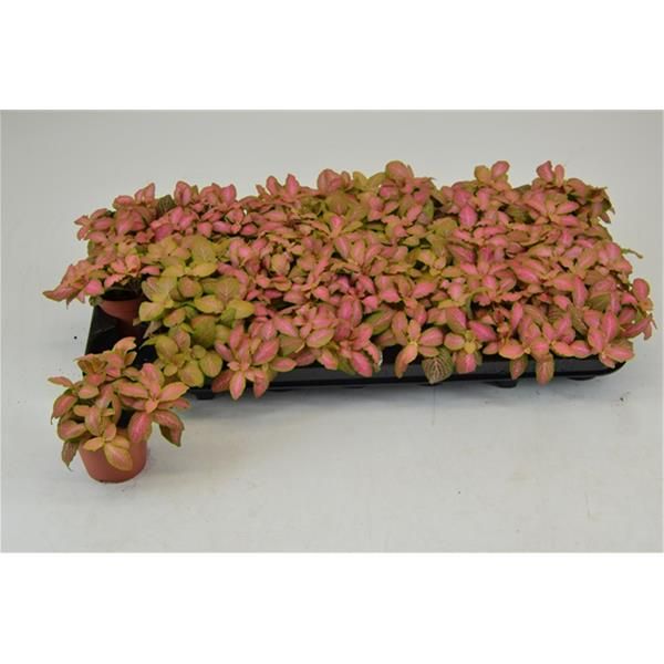 FITTONIA SALMON RUBY LIME