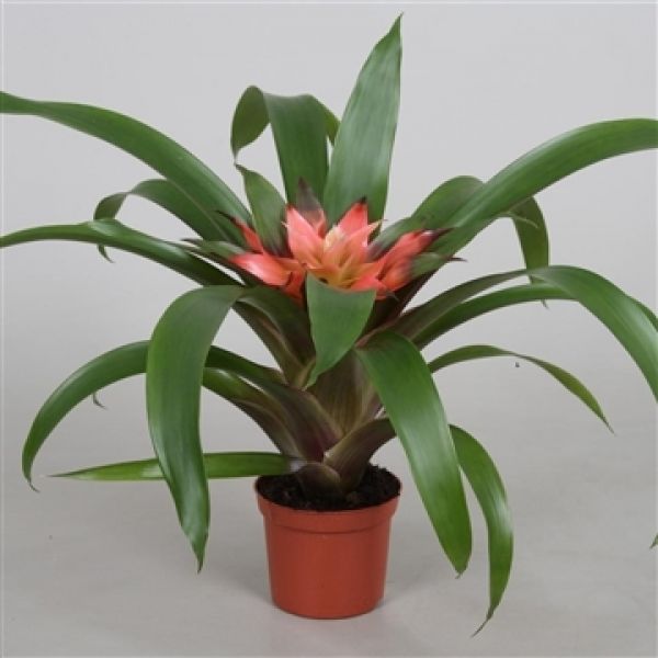 GUZMANNIA ELISE