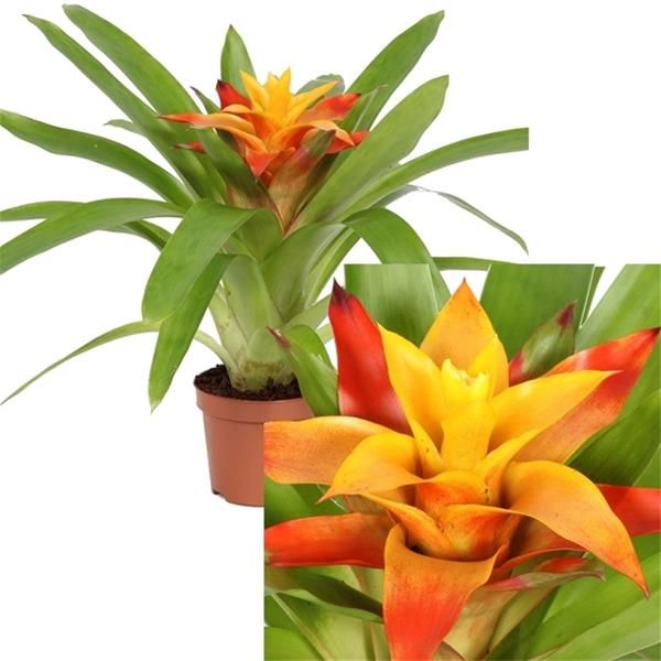 GUZMANNIA FLAVA
