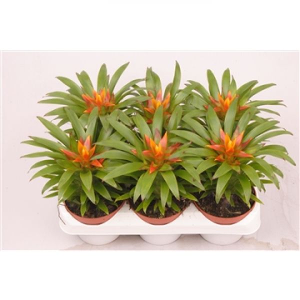 GUZMANNIA THERESA
