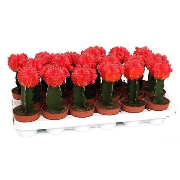 GYMNOCALYCIUM
