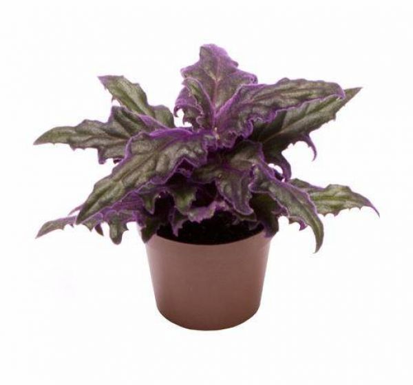GYNURA AURANTICA