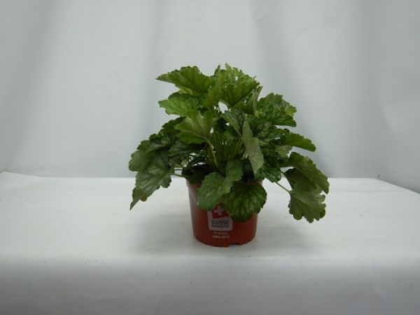 HEUCHERA COCOMINT VERT