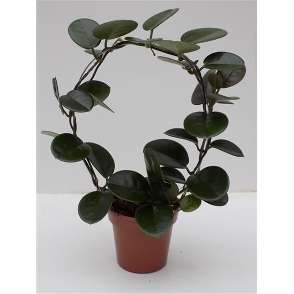 HOYA AUSTRALIS