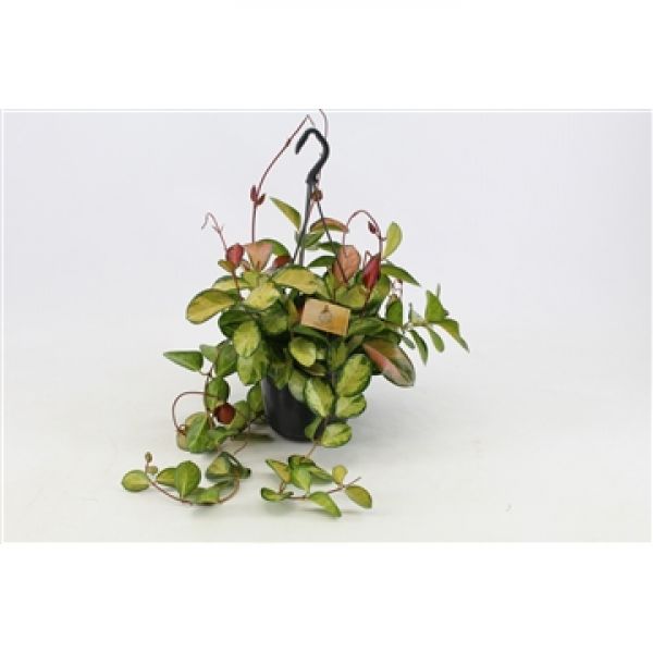 HOYA AUSTRALIS LISA