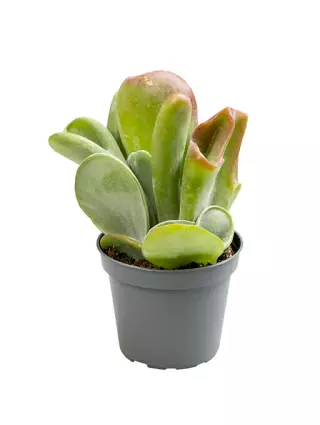 KALANCHOE ORICULATA