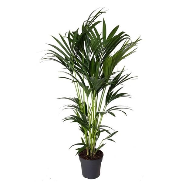 KENTIA