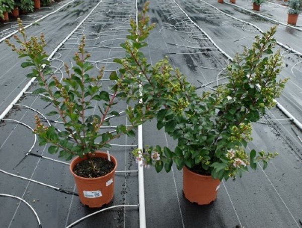 LAGERSTROEMIA INDICA