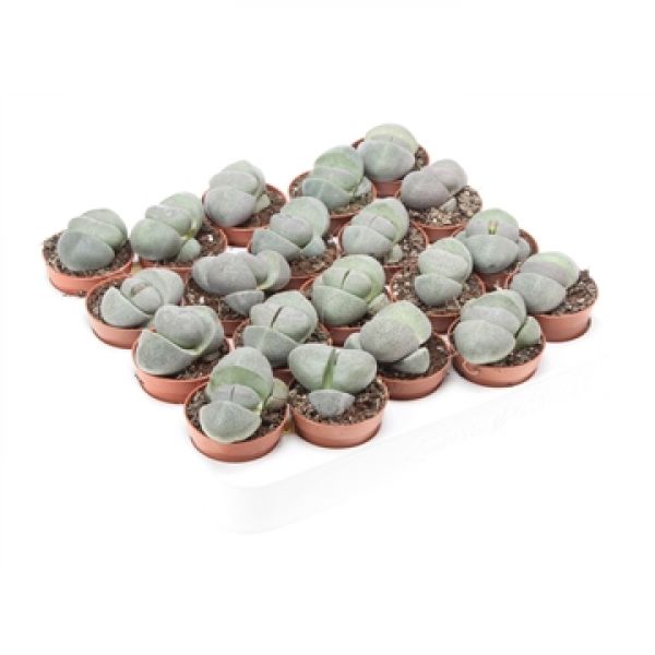 LITHOPS