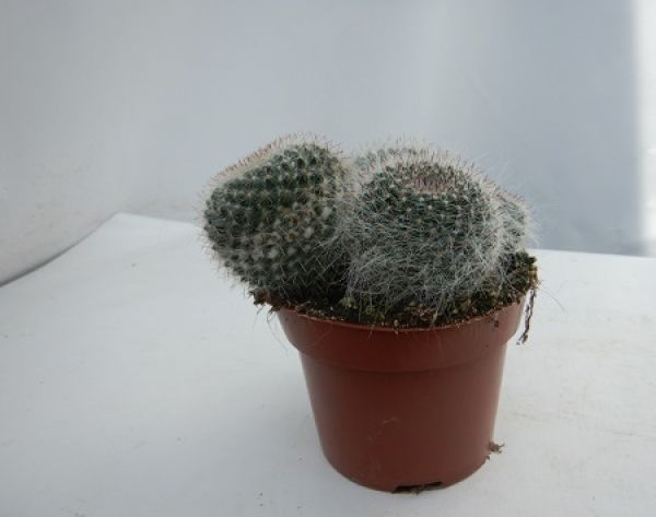 MAMMILLARIA HAHNIANA