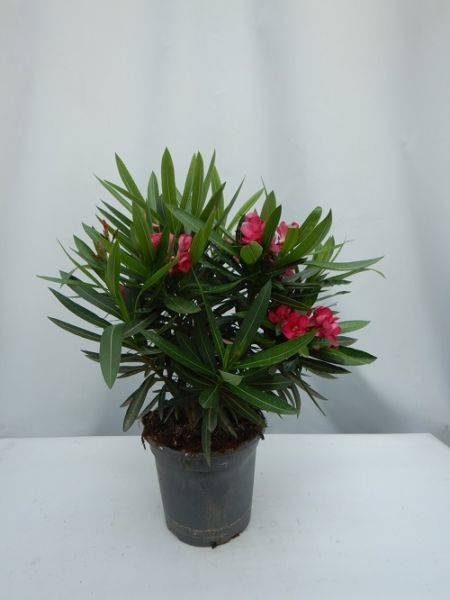 NERIUM OLEANDER TOUFFE