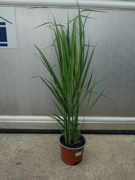 PANICUM NORTHWIND