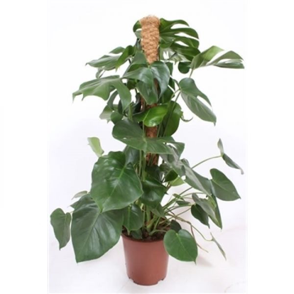 PHILODENDRON MONSTERA