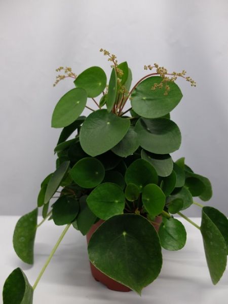 PILEA PEPEROMIODES
