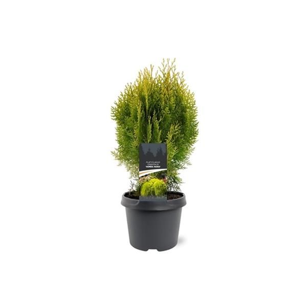PLATYCLADUS ORIENTALIS
