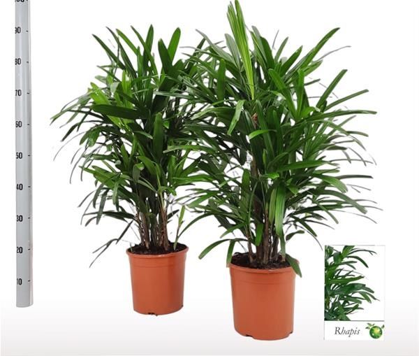 RHAPIS EXCELSA