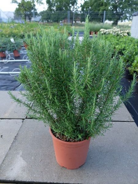 ROSMARINUS OFFICINALIS