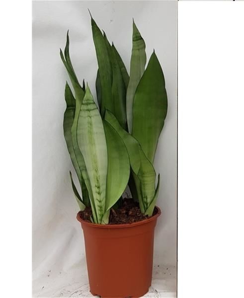 SANSEVERIA MOONSHINE