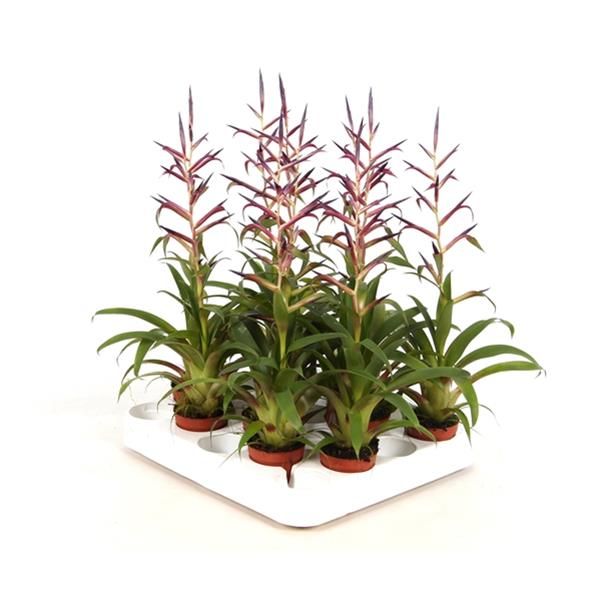 TILLANDSIA MORA