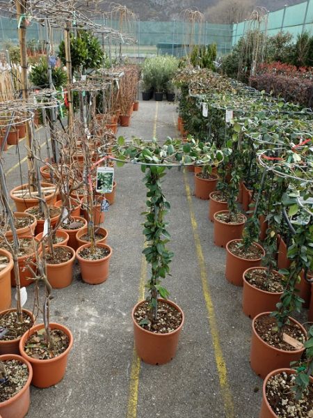 TRACHELOSPERMUM JASMINOIDE