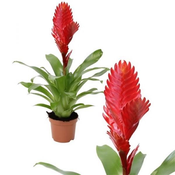 VRIESEA CHRISTIANE