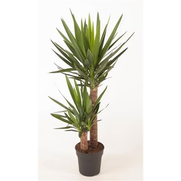 YUCCA ELEPHANT