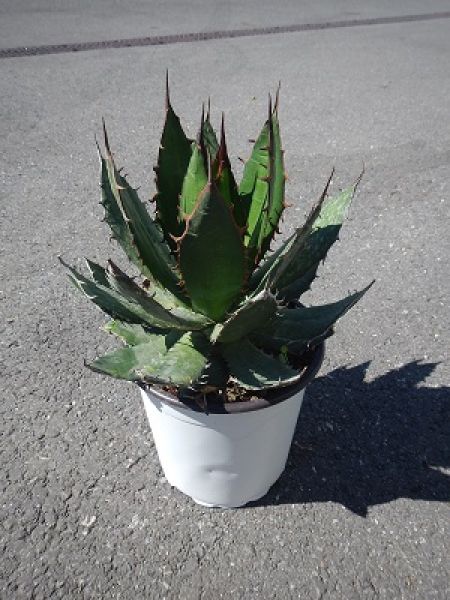AGAVE STRICTA NANA