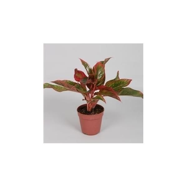 AGLAONEMA CRETE