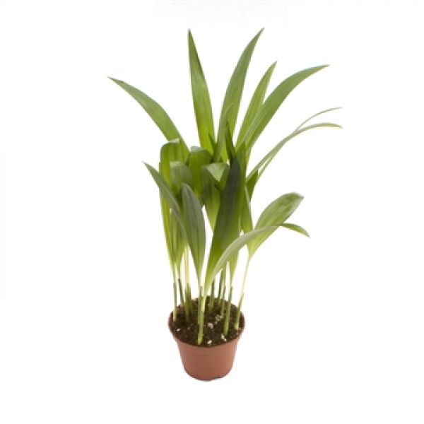 ARECA MINI