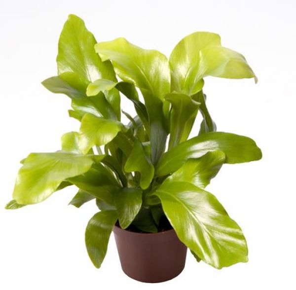 ASPLENIUM NIDUS
