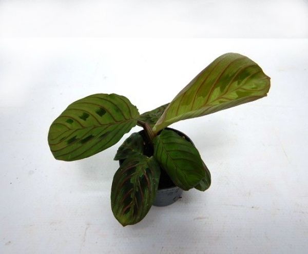 CALATHEA LEUCONEURA