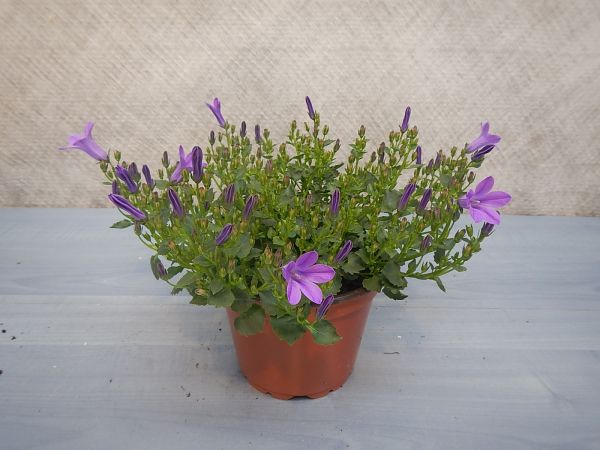 CAMPANULA PORTENSCHLAGIANA