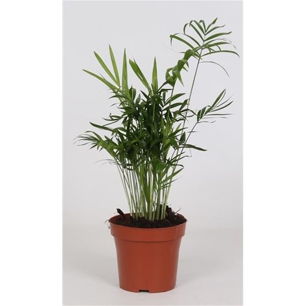 CHAMAEDOREA ELEGANS