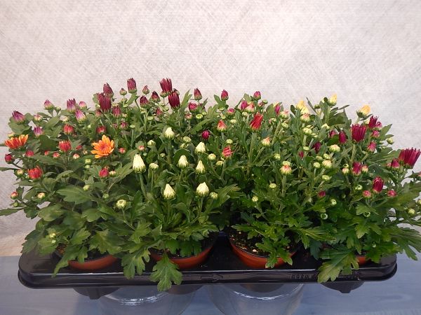 CHRYSANTHEME 3 BOUTURES