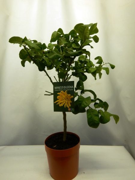 CITRUS MAIN DE BOUDDHA