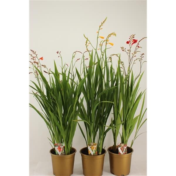 CROCOSMIA MIX