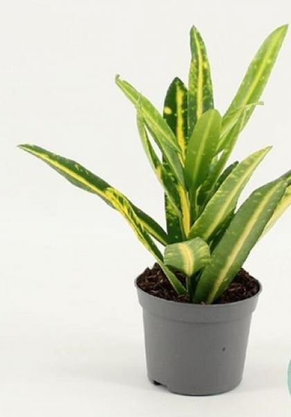 CROTON SUNNY STAR/ CODIAEUM