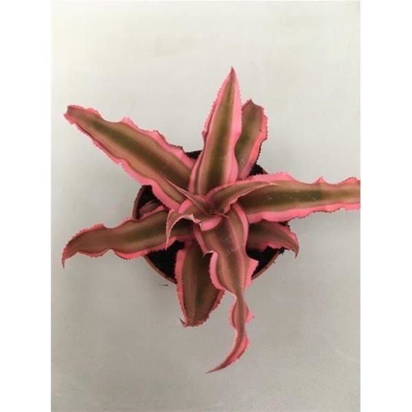 CRYPTANTHUS PINK STARLIGHT