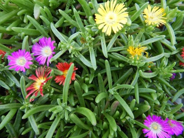 DELOSPERMA CONFETTI