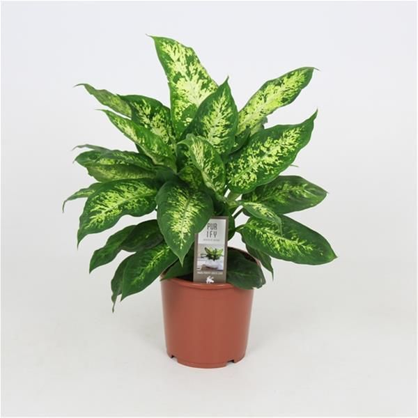 DIEFFENBACHIA COMPACTA