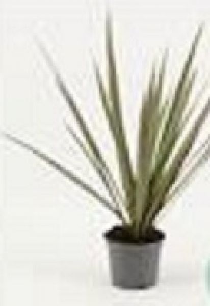 DRACAENA BICOLOR