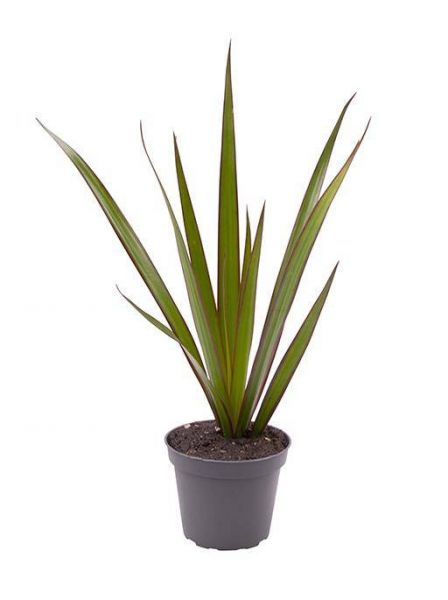 DRACAENA MARGINATA