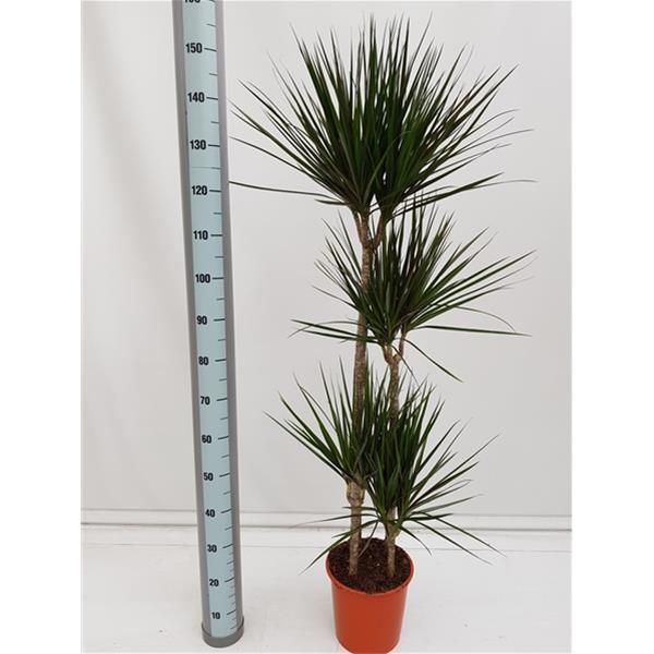 DRACAENA MARGINATA
